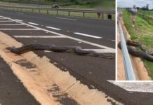 Sucuri com cerca de 5 metros é flagrada por moradores às margens de rodovia