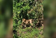 Onça-parda fica presa em armadilha e morre estrangulada em Araçatuba