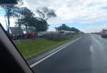 Vendaval derruba árvore na Rodovia Euclides da Cunha