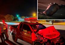 Boi na pista causa acidente na Rodovia Euclides da Cunha