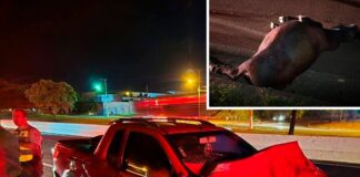 Boi na pista causa acidente na Rodovia Euclides da Cunha