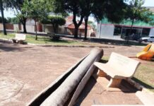 Vendaval derruba árvores e mata araras em Simonsen