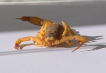 Menino é picado por escorpião em escola em Fernandópolis