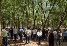 Encontro sobre seringueira em Votuporanga reúne participantes de 41 cidades e aposta em inovação