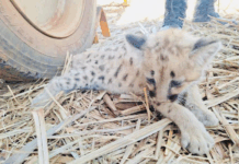 Filhote de onça parda é regatada em Cardoso