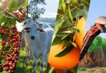 Votuporanga cai 6 posições, mas se mantém na elite do Prêmio Município Agro Paulista