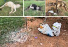 Idoso é preso suspeito de envenenar e causar morte de três novilhas em sítio