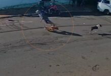 Morre idoso ‘atropelado’ por cachorro que corria na rua em Piacatu