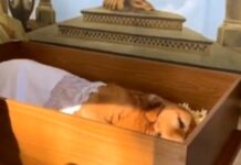 Alesp aprova projeto que autoriza sepultamento de cães e gatos em jazigos da família