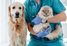 Prefeitura de Votuporanga abre agendamento pelo app para castração animal