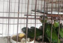 Dupla é multada após destruir ninho de maritaca-maracanã em Fernandópolis