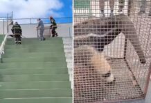 Tamanduá-bandeira é flagrado ‘visitando’ estádio do Tanabi