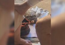 Idosa fica ferida após tropeçar em tartaruga e cair em casa