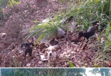 Mulher é multada em R$ 15 mil por abandonar cinco filhotes de cães em Fernandópolis