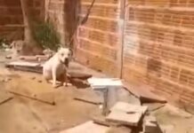 Pit bull morre após ser encontrado sob sol e preso pelo pescoço com cabo de carregador de celular