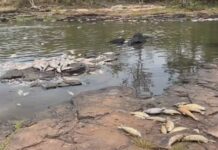 Usina de Meridiano é multada em R$ 5,4 milhões por desastre ambiental