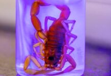 Bebê é picado por escorpião em Votuporanga