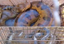 Sucuri de seis metros é capturada após atacar cachorra em Urânia