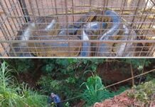 Sucuri de seis metros é capturada após atacar cachorra em Urânia