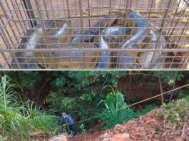 Sucuri de seis metros é capturada após atacar cachorra em Urânia