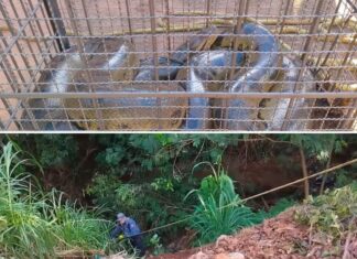 Sucuri de seis metros é capturada após atacar cachorra em Urânia