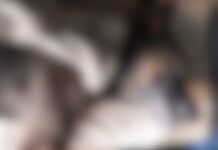 Cachorro vira-lata morre após ser agredido com golpes de capacete na cabeça em Andradina