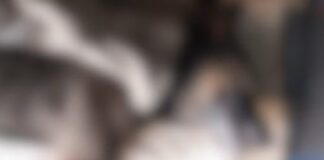 Cachorro vira-lata morre após ser agredido com golpes de capacete na cabeça em Andradina