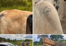 80 cabeças de gado são furtadas e polícia suspeita que ladrões construíram embarcador para executar crime