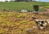 30 das 80 cabeças de gado furtadas de fazenda são recuperadas pela polícia