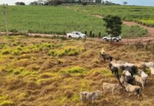 30 das 80 cabeças de gado furtadas de fazenda são recuperadas pela polícia