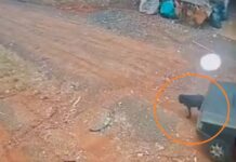 Motorista atropela cachorro e foge sem prestar socorro em Nova Aliança