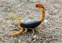 Picadas de escorpião em crianças preocupam e reforçam alerta no verão