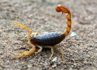 Picadas de escorpião em crianças preocupam e reforçam alerta no verão