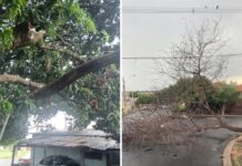 Chuva persistente derruba árvores e danifica casa em Votuporanga