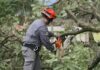 Anteprojeto pede bombeiros em Atividade Delegada podando árvores