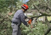 Anteprojeto pede bombeiros em Atividade Delegada podando árvores