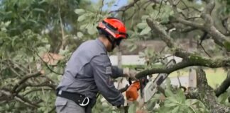 Anteprojeto pede bombeiros em Atividade Delegada podando árvores
