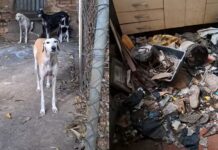 Homem é preso em flagrante por maus-tratos a 17 cães em Araçatuba; animal morre após resgate