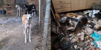 Homem é preso em flagrante por maus-tratos a 17 cães em Araçatuba; animal morre após resgate