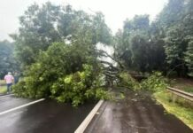 Queda de árvore interdita trecho da Rodovia Euclides da Cunha