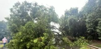 Queda de árvore interdita trecho da Rodovia Euclides da Cunha