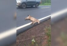 Onça-parda morre ao ser atropelada por carro em estrada vicinal de Jales