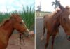 Cavalo morre amarrado em árvore após ser levado de sítio por adolescentes em Severínia