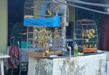 Polícia Ambiental apreende 66 pássaros em uma residência de Rio Preto