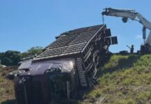 Morrem 77 bezerros em caminhão atingido por motorista bêbado na BR-153; ‘animais sofrendo’, lamenta caminhoneiro