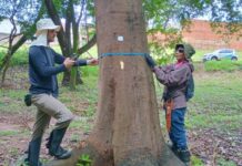 Censo Arbóreo avança em Votuporanga com levantamento da arborização urbana