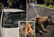 Cavalo é atropelado em avenida de Votuporanga