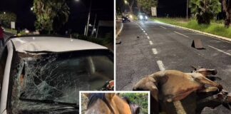 Cavalo é atropelado em avenida de Votuporanga