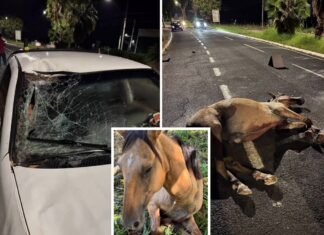 Cavalo é atropelado em avenida de Votuporanga