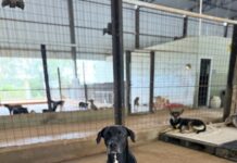 Abrigo municipal atinge capacidade máxima e incentiva adoção responsável de animais